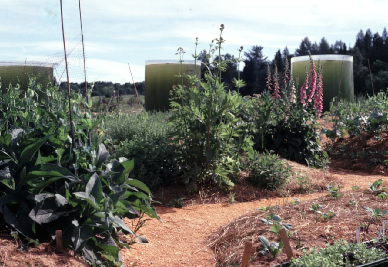 Late season view of The Solar Shield Garden designed by Calley O'Neill